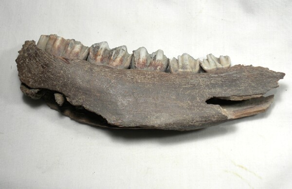 Fossil jaw there is