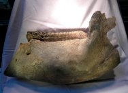 Mammuthus primigenius Fossil Jaw