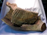 Mammuthus primigenius