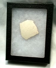 Aepyornis Maximus Egg