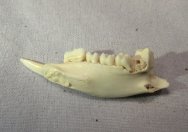 Macropodid Fossil Jaws