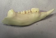 RARE Bettong Macropodid Jaws