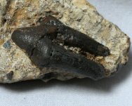 Hyaenodon Tooth Fossil