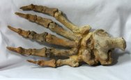 Ursus Cave Bear Hind PawFossil
