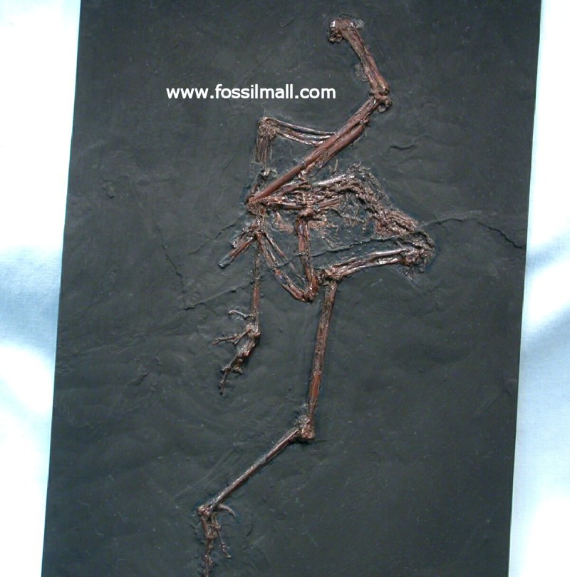 Messel Fossil Bird