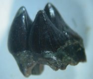 Multituberculate Fossil Tooth