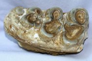 Platybelodon Shovel Tusker Tooth Fossil