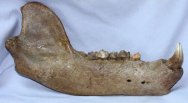 Large Cave Bear Jawbone Fossil
