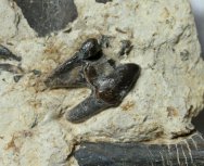Hyaenodon requieni Fossils