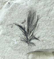 Downy Fossil Feather and Insect Association