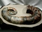 Heteromorph Ammonite