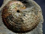 Holoscaphite Ammonite