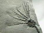 Gogia Eocrinoid