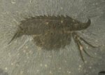 Leanchoilia Arthropod from Burgess Shale