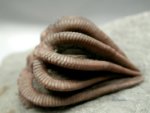 Agaricocrinus crinoid fossil