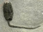 Cupressocrinites Crinoid