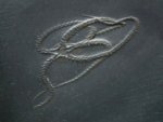 Eospondylus Brittlestar Fossil