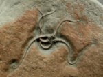 Palaeocoma Brittlestar Fossil