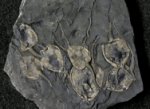 Pleurocystites Cystoid Fossils