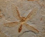 Ephemeropteran Insect Fossil