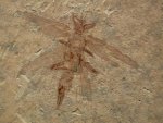 Grylloblattid Insect Fossil