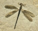 Parahemiphlebia Damselfly Fossil