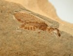 Snakefly Insect Fossil