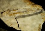 Squid Fossil