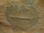 Phyllocarid Fossil