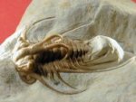 Dicranurus hamatus elegantus Oklahoma Trilobite