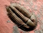 Rare Meteoraspis Trilobite 