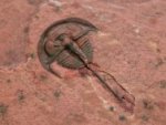 Norwoodia Trilobite