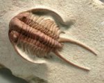 Paraceraurus (Cheirurus) exsull Russian Trilobite