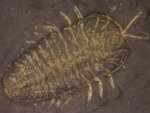 Triarthrus Trilobite with Preserved Legs & Antennae