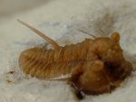 Cyphaspis Proetid Trilobite