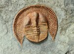 Declivolithus Moroccan Trilobite