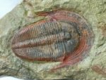  Harpides  Harpetid Trilobite