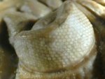Huntoniatonia Phacopid Oklahoma Trilobite
