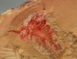 Misszhouia longicaudata Chengjiang Biota 