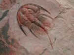 Redlichiid Trilobite Olenellus gilberti