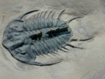 Olenoides trispinus Corynexochid Trilobite