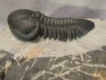 Rare Struveaspis Trilobite