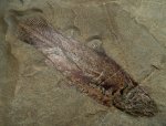 Coelacanth Fish Fossil