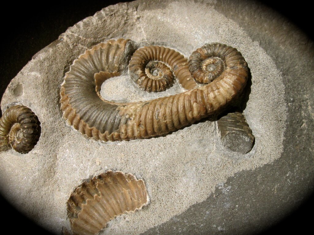Labeceras Heteromorph Ammonites