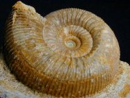 Stephanoceras Ammonite