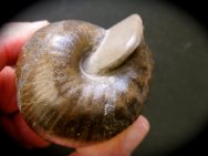 Valanginites nucleus Ammonite
