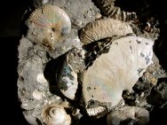 Scaphite Fossils