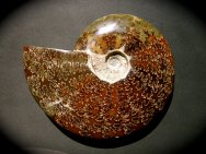 Cleoniceras Ammonite