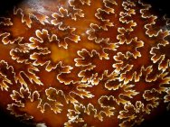 Cleoniceras Ammonite