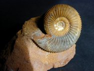 Parkinsonia Ammonite from Germany